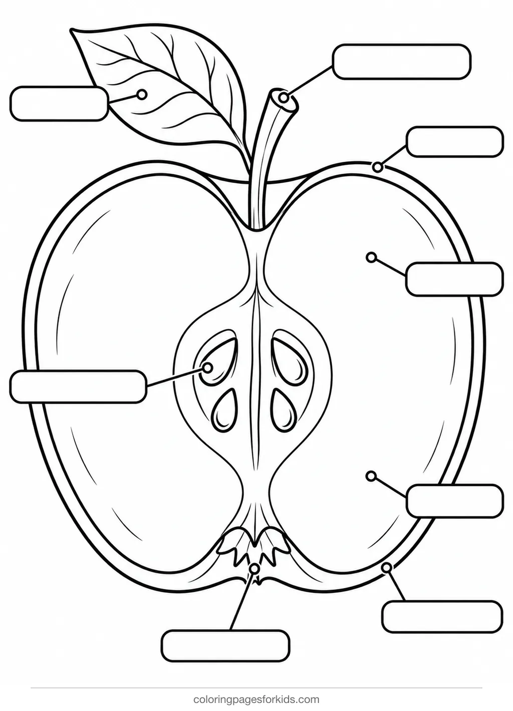 Parts of an apple coloring page with cross-section and blank lines, detailed printable for ages 7-10